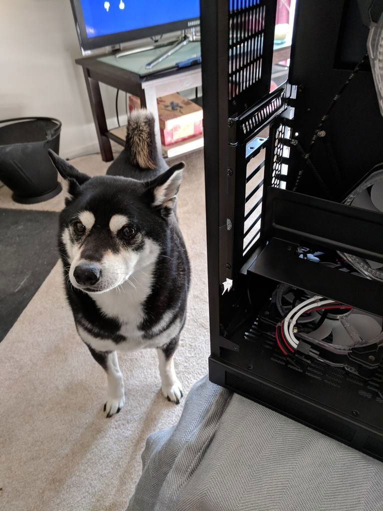 Dyno is helping me out and wants a cookie.