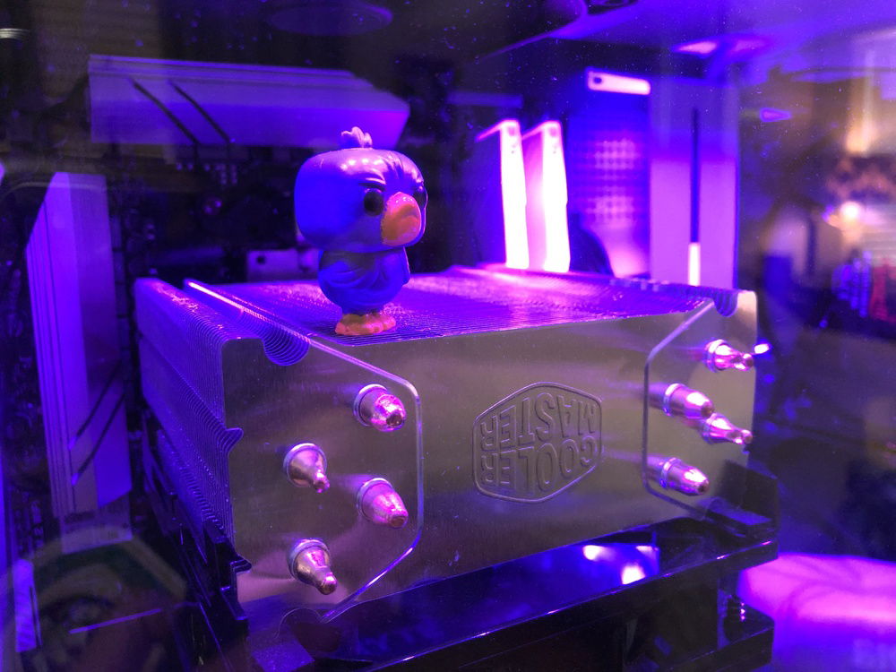 Berry Bird - Extreme Close-up