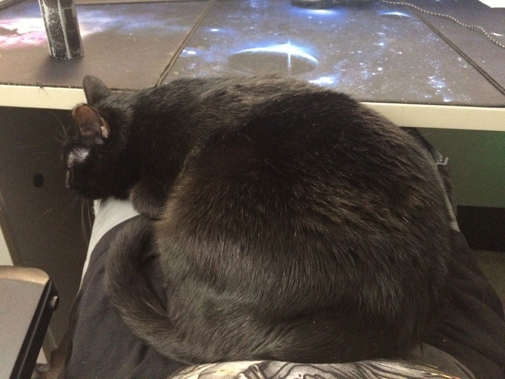 She loves sitting on my lap while I play or laying on my mouse arm.  You no game hooman you pet.   lol