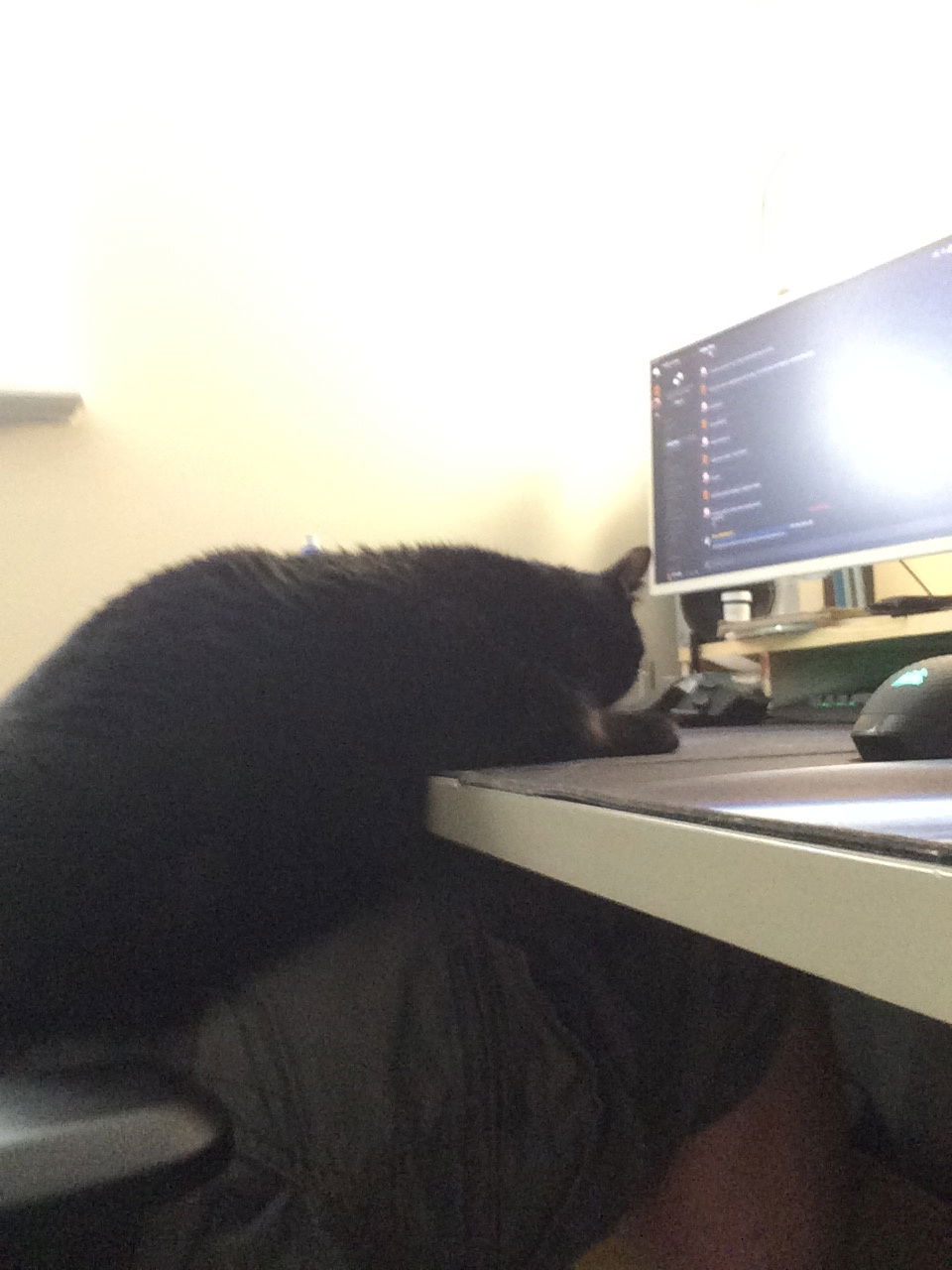 or she lays like this on both me and the desk