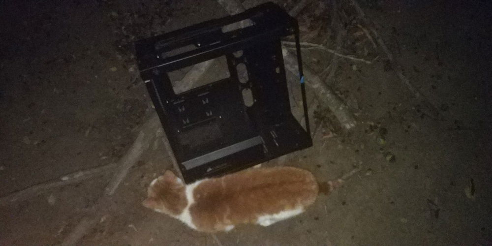 also not my cat and the case. this is a fat cat.