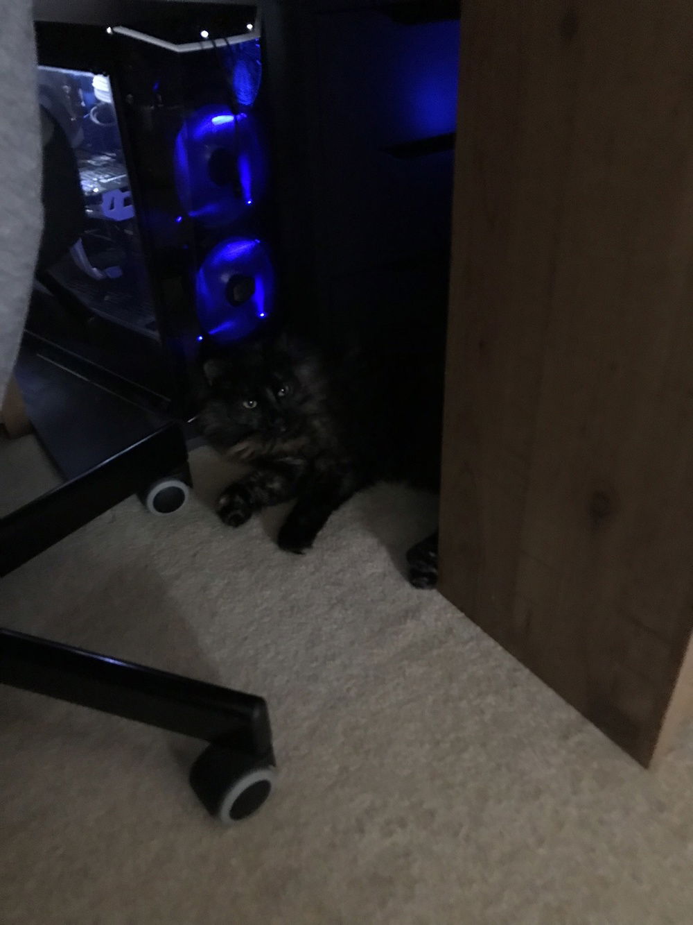 My cat Phil enjoying the warmth of the PC