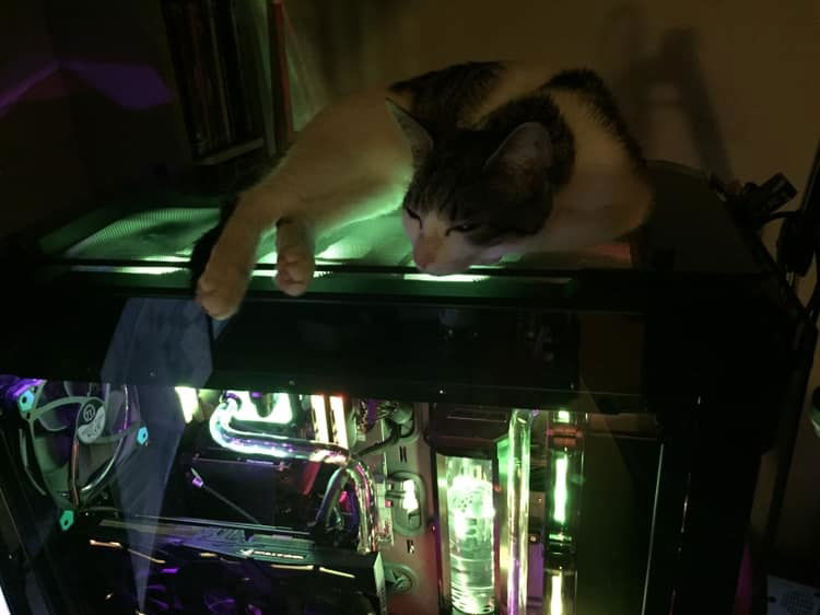 Even the cat knows what's good =)