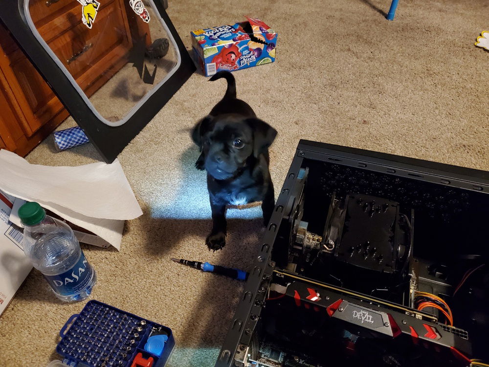 The dog thought he was going to help me.