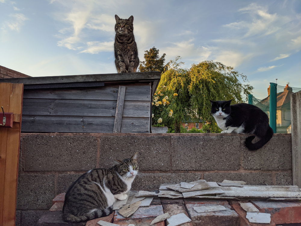 Mew Kitts on the Block