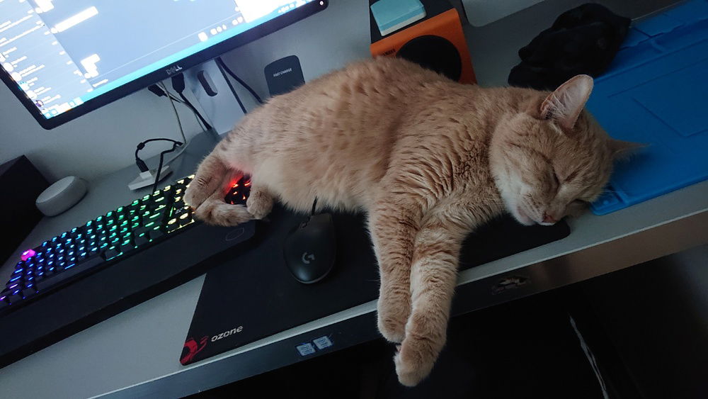 catto laying on my desk with old peripethals