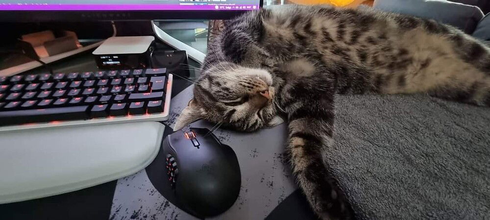 Allways nice to have company while gaming