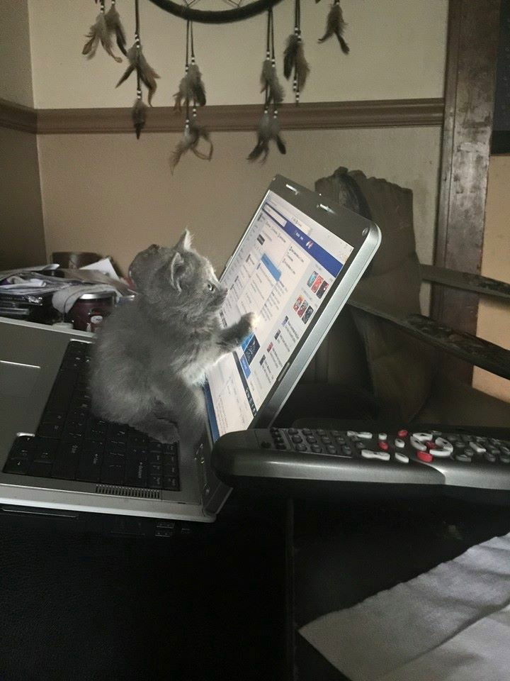 Picture added for cuteness.