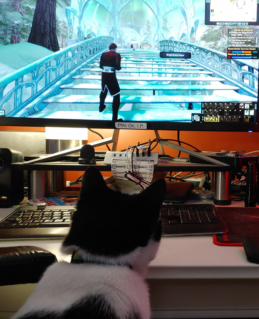 My cat, watching me play Star Trek Online.