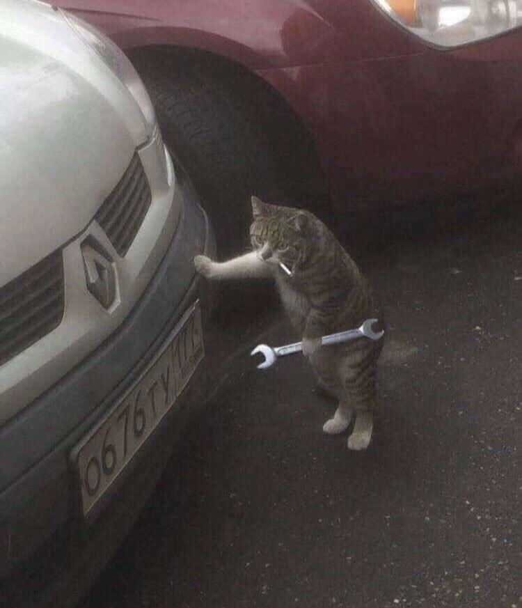 Pretty cool cat