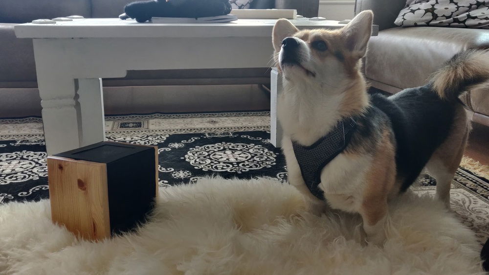 Corgi for scale