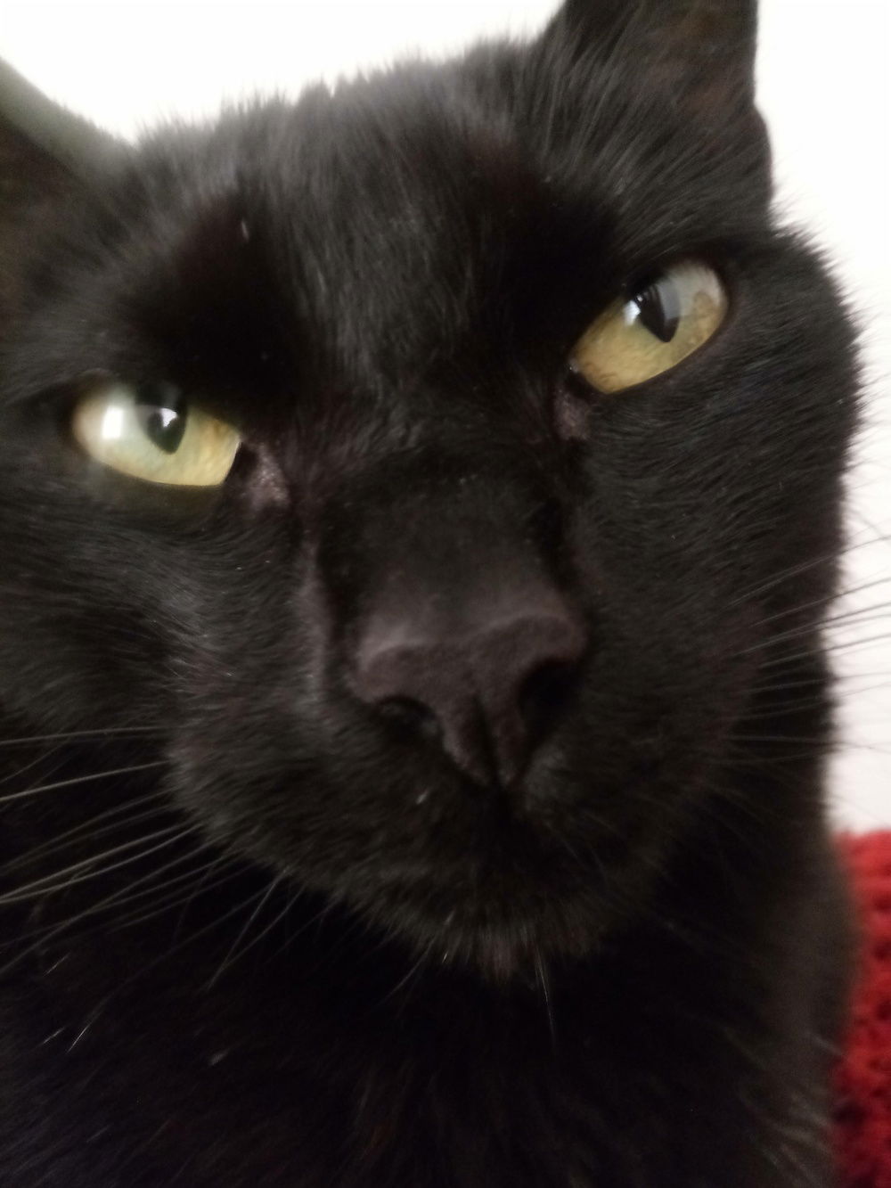 Cat tax!
This is Coco
Coco does not approve of you not being as much a cat as Coco is cat, you just don't cat it!