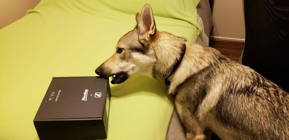 Doggo x Sennheiser