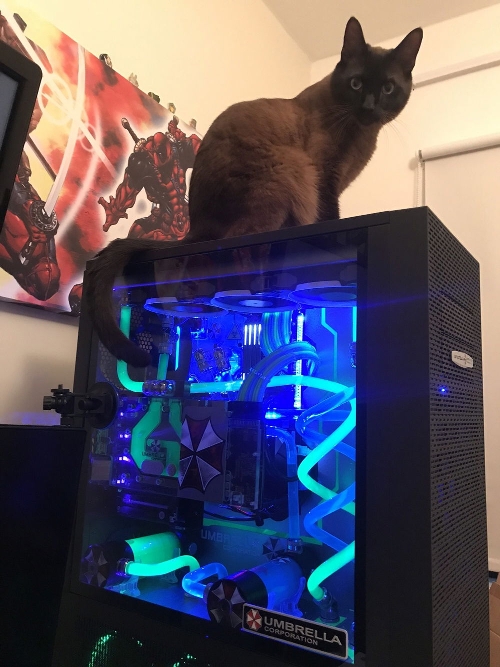 Our Loki cat enjoying some heat